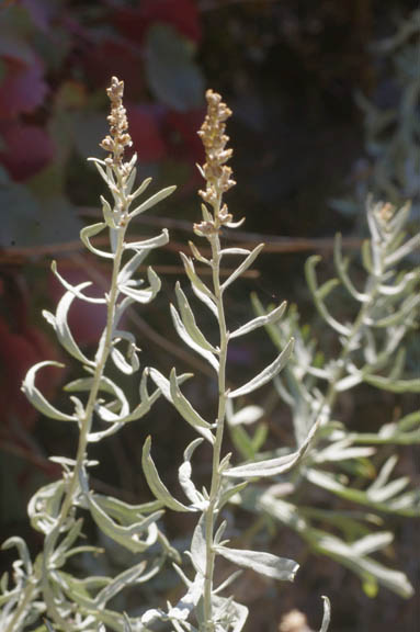 Artemisia ludoviciana ssp. Candicans